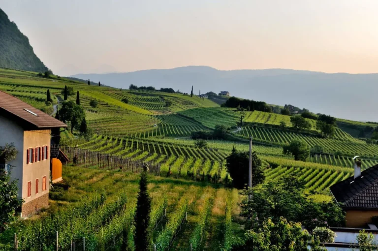 droit-viticole-appellations